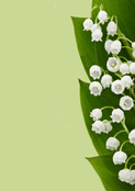 &Eacute;l&eacute;gance du muguet en pleine floraison